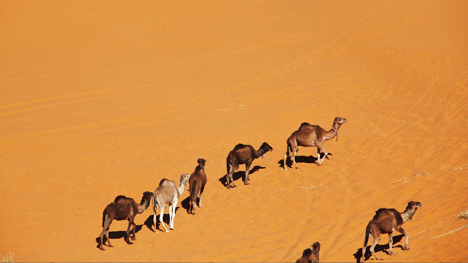 Desert Wildlife 